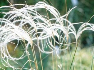 Kavyl bradatý - Stipa bradata