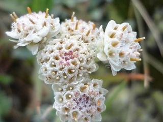 Kociánek dvoudomý 'Alba' - Antennaria dioica 'Alba'