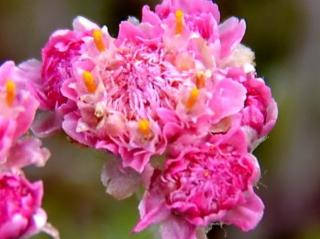 Kociánek dvoudomý 'Roy Davidson' - Antennaria dioica 'Roy Davidson'