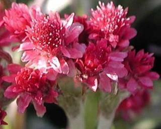 Kociánek dvoudomý 'Rubra' - Antennaria dioica 'Rubra'