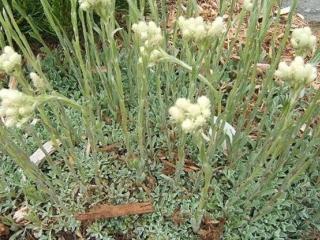 Kociánek tomentosa - Antennaria tomentosa