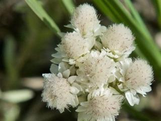 Kociánek umbrinella - Antennaria umbrinella