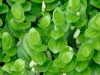 Kokořík humile - Polygonatum humile