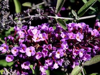 Komule hybrid. ´Lavender Veil´