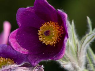 Koniklec obecný ´Pinwheel Violet Blue´ - Pulsatilla vulgaris ´Pinwheel Violet Blue´