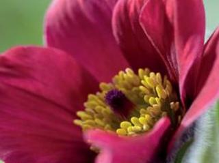 Koniklec Pinwheel ´Dark Red´ - Pulsatilla Pinwheel 'Dark Red'