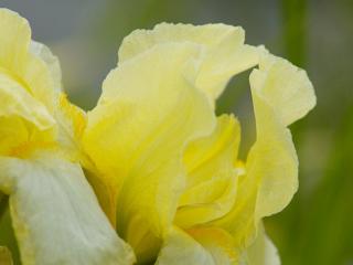 Kosatec německý ´Blessed Again´ - Iris germanica 'Blessed Again'