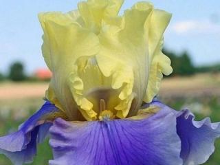 Kosatec německý ´Edith Wolford´ - Iris germanica ´Edith Wolford´