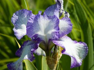 Kosatec německý ´English Cottage´ - Iris germanica 'English Cottage'