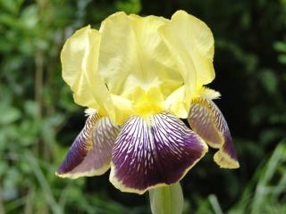 Kosatec německý ´Nibelungen´ - Iris germanica ´Nibelungen´