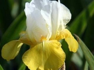 Kosatec německý ´Tulip Festival´ - Iris germanica 'Tulip Festival'