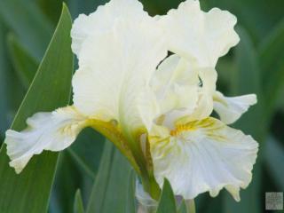 Kosatec nízký 'Nylon Rufffels' - Iris barbata nana 'Nylon Ruffels'