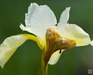 Kosatec sibiřský ´Butter and Sugar´ - Iris sibirica 'Butter and Sugar'