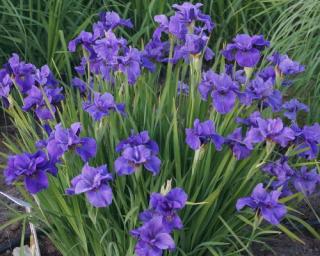 Kosatec sibiřský 'Purple' - Iris sibirica 'Purple'