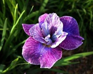 Kosatec sibiřský ´Roaring Jelly´ - Iris sibirica 'Roaring Jelly'