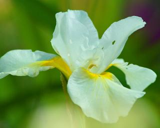 Kosatec sibiřský ´Snow Queen´ - Iris sibirica 'Snow Queen'
