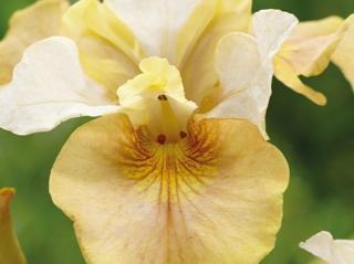 Kosatec sibiřský 'White Amber' - Iris sibirica 'White Amber'