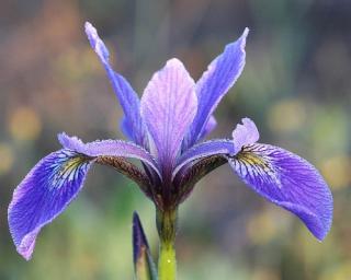 Kosatec strakatý - Iris versicolor Balení: kontejner p9