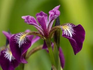 Kosatec strakatý 'Kermesina' - Iris versicolor 'Kermesina'