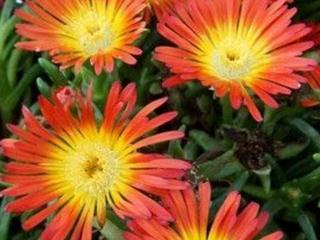 Kosmatec 'Sunrise' - Delosperma 'Sunrise'