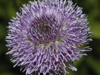 Koulenka srdčitolistá - Globularia cordifolia