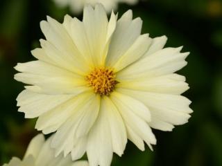 Krásnoočko velkokvěté  ´UpTick Cream´ - Coreopsis grandiflora   ´UpTick Cream ´