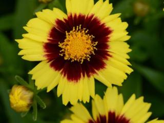 Krásnoočko velkokvěté ´UpTick Yellow and Red´ - Coreopsis grandiflora  ´UpTick Yellow and Red´