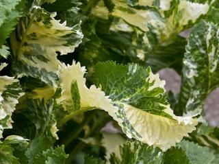 Křen selský 'Variegata' - Armoracia rusticana 'Variegata'