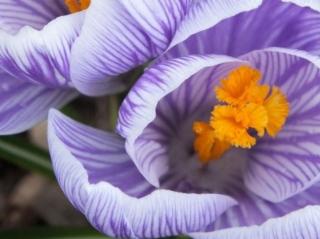 Krokus ´King of the Striped´