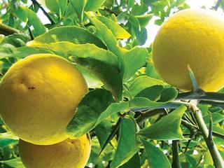 Kumquat - bonsaj
