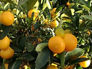 Kumquat ´Ophelia´