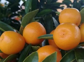 Kumquat 'Osha'