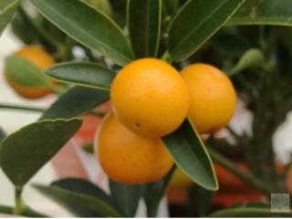 Kumquat 'Otilia'