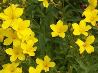 Len žlutý ´Campactum´ - Linum flavum 'Campactum'