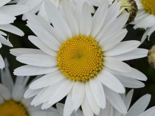 Leucanthemum ´Western Star Leo´