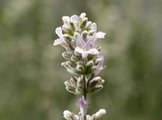 Levandule úzkolistá ´Aromatico Silver´ - Lavandula angustifolia 'Aromatico Silver'