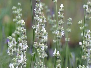 Levandule úzkolistá ´Edelweiss´ - Lavandula angustifolia ´Edelweiss´