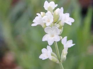 Levandule úzkolistá ´Ellagance Ice´ - Lavandula angustifolia 'Ellagance Ice'