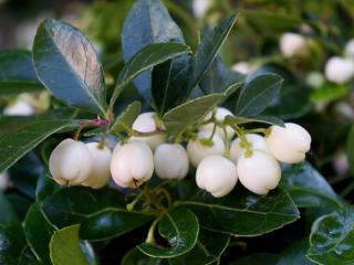 Libavka poléhavá ´White Pearls´ - Gaultheria procumbens 'White Pearls'