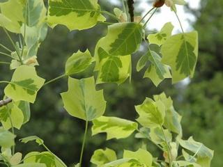 Liliovník tulipánokvětý 'Aureomarginatum' Balení: kontejner C7,5, Tvar: výška 120-140cm