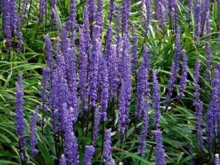 Liriope ´Money Maker´ - Liriope muscari 'Money Maker'