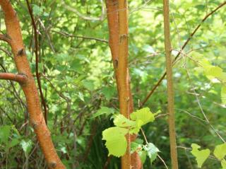 Líska obecná 'Mellow Yellow'