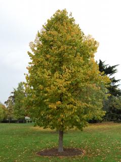 Líska turecká Balení: kontejner C32, Tvar: výška 200-250cm, OK 8/10