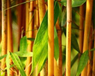 Listoklasec zlatý - bambus Balení: kontejner/blok