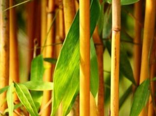Listoklasec zlatý - bambus Balení: kontejner C10, Tvar: výška 150/+cm