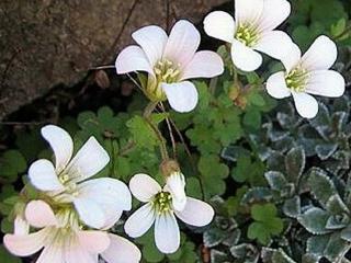 Lomikámen chrupavčitý - Saxifraga cartilaginea