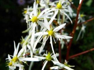 Lomikámen cortusifolia ´Rubrifolia´ - Saxifraga cortusifolia ´Rubrifolia´