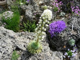 Lomikámen dlouholistý - Saxifraga longifolia