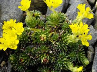 Lomikámen ferdinandi coburgi - Saxifraga ferdinandi coburgi