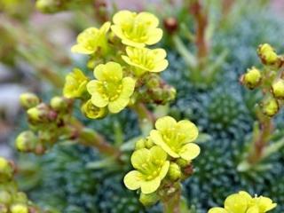 Lomikámen ferdinandi coburgi var. rhodopaea - Saxifraga ferdinandi coburgi var. rhodopaea